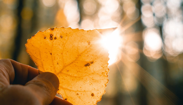 Blatt, Herbst, Sonne, Hand, Lichtstrahl, Wald